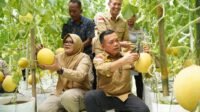 Gubernur Jambi Dr. H. Al Haris, S.Sos., M.H., melaksanakan Panen Perdana Melon Premium di Screen House Modern Holtikuktura