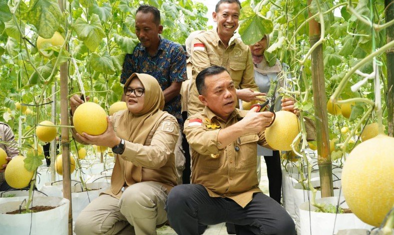 Gubernur Jambi Dr. H. Al Haris, S.Sos., M.H., melaksanakan Panen Perdana Melon Premium di Screen House Modern Holtikuktura